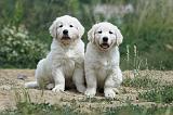 GOLDEN RETRIEVER 619